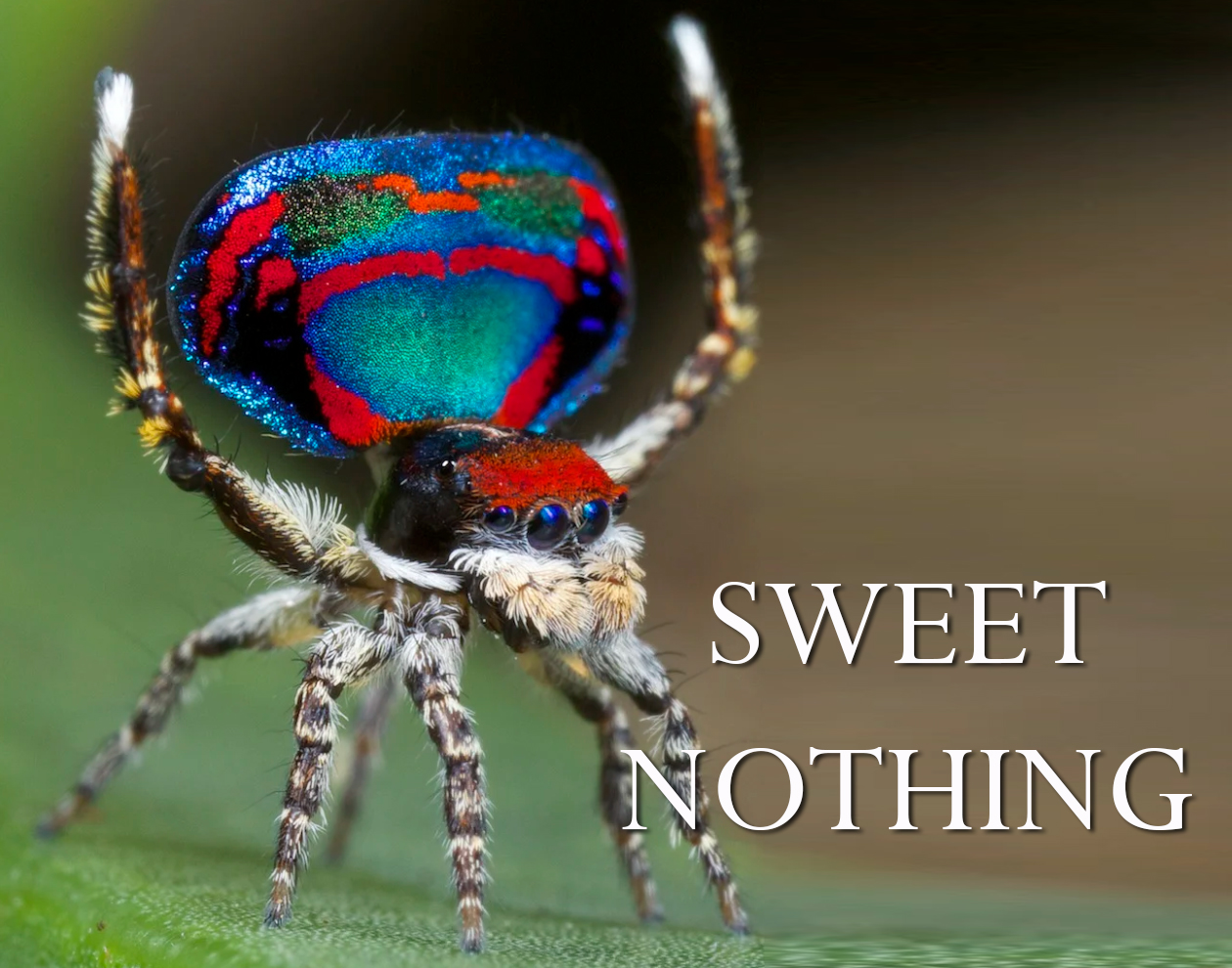 SWEET NOTHING